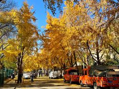 -三里屯东五街银杏大道