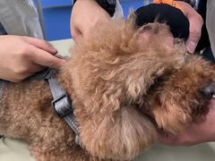 -瑞派动物医院·猫专科·至诚(江南中分院)