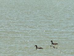 -野鸭湖国家湿地公园