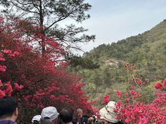 -木兰云雾山