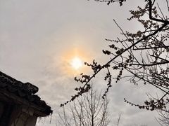 -香雪海