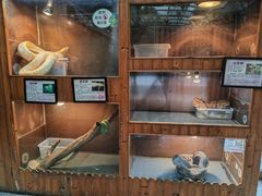 -上海大自然野生昆虫馆