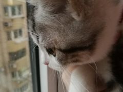 -东方名猫馆·英短金渐层布偶猫舍(环线广场1号楼店)