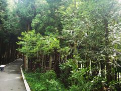 -武陵山森林公园