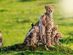 -罗红摄影艺术馆