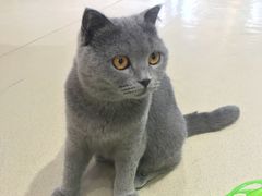 -藏猫猫咖啡主题馆(中央大道店)