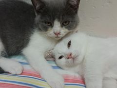 -瑞鹏宠物医院·骨科·猫科·内科(第一中心)