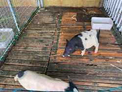 -小蜜蜂农场(凯德七宝购物广场店)