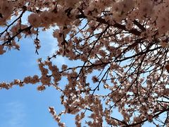 -沈阳药科大学