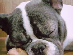 -柯斗斗主题餐厅·狗咖·围炉煮茶·茶饮(国瑞升平里店)