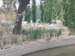 -莲花池公园