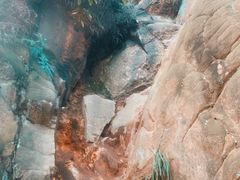 -南山植物园