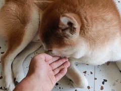 -喜柴咖啡·柴犬狗咖