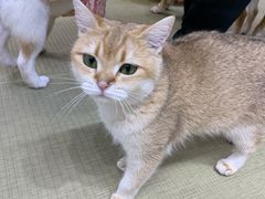 -逗柴咖啡屋·狗咖猫咖宠物桌游