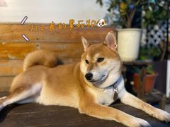 -柴犬高等学院·狗咖·柴犬售卖·宠物训练