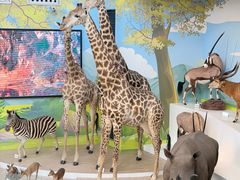 -陕西自然博物馆