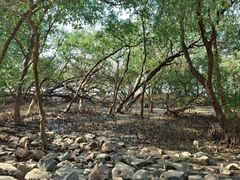 -宝安西湾红树林湿地公园