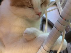 -藏猫猫咖啡主题馆(中央大道店)