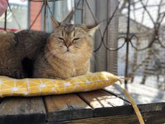 -喵屿·大理花园猫咖