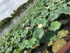 -荷塘月色湿地公园·向阳花洲