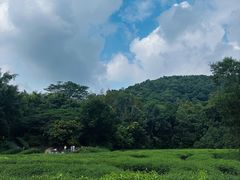 -大屏嶂森林公园