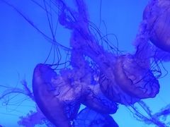 -青岛海底世界-水族馆