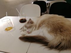 -飞行喵MR PILOT|猫舍·猫咖(静安大融城店)