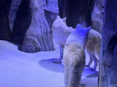 -上海海昌海洋公园