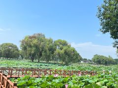 -洪湖生态旅游区