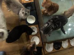 狗罐头-萌喵咖啡屋(人民东路4号口M16商铺店)