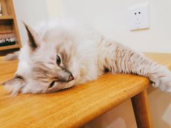 -滚猫咖啡·猫咖·猫友好撸猫(未来城店)