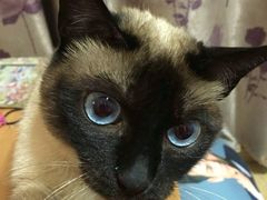 -瑞派宠物医院·24小时骨科·心脏·核磁(哈尔滨南岗店)
