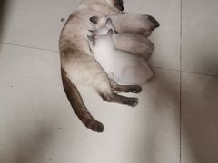 -宠爱国际动物医院· 猫科· 外科·中兽医(长白店)