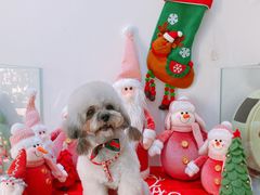 -BABYDOG宝贝狗宠物乐园(欧洲城店)