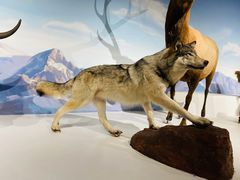 -陕西自然博物馆