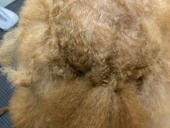 -芭比堂动物医院·犬猫全科·异宠专科(雁塔分院)