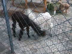 -长白岛森林公园