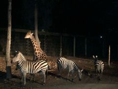 -清迈夜间动物园