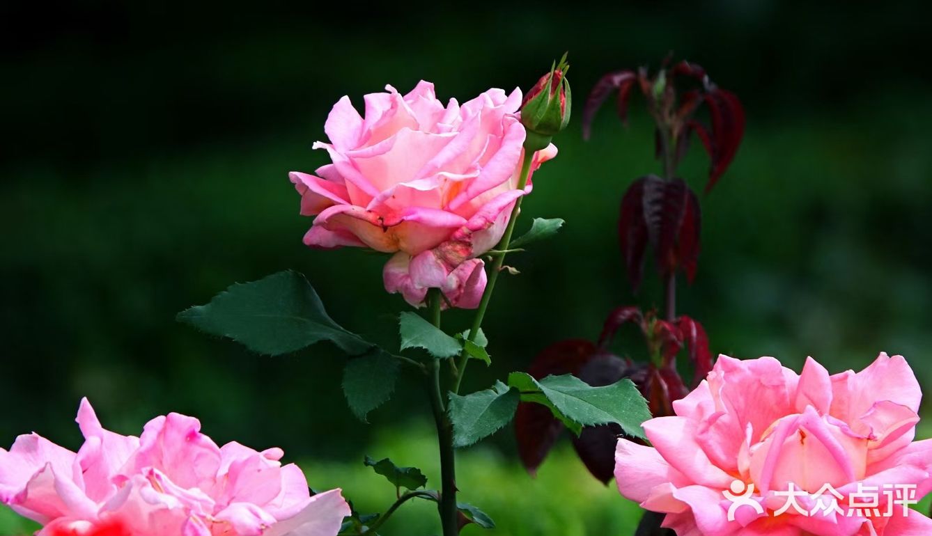 樱花谢了，看啥呢？这里的月季绝绝子