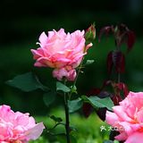 樱花谢了，看啥呢？这里的月季绝绝子