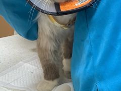 -安安宠医·臻爱宠物医院·宠保定点(营门口路分院)