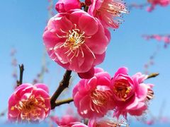 -新建村梅花