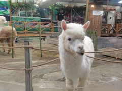-上海大自然野生昆虫馆(东方明珠·爬宠昆虫探索中心)