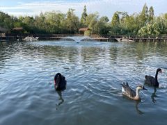 -溱湖国家湿地公园
