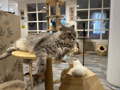 -楼上猫咖(罗湖店)