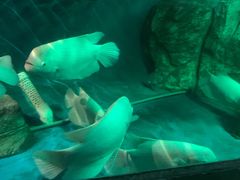 -泉州海丝野生动物世界