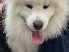 -宠福鑫康馨动物医院·骨科·眼科