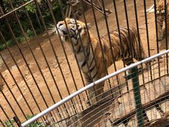 -青岛森林野生动物世界
