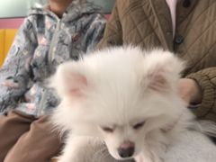 -全心全意连锁动物医院·微创中心·内科急重症·心脏专科(丰管路店)