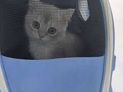 -乖乖宠物医院·猫科·急重症中心(车站北路分院)